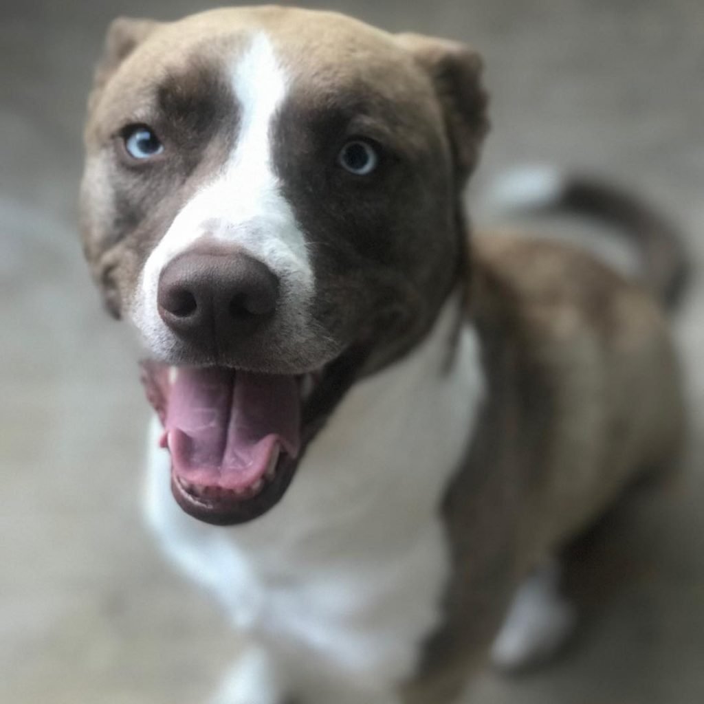 blue nose pitbull and husky mix