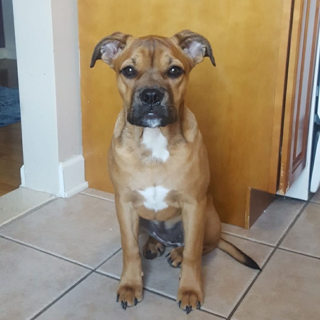 a black blue nose pit boxer mix and a beagle