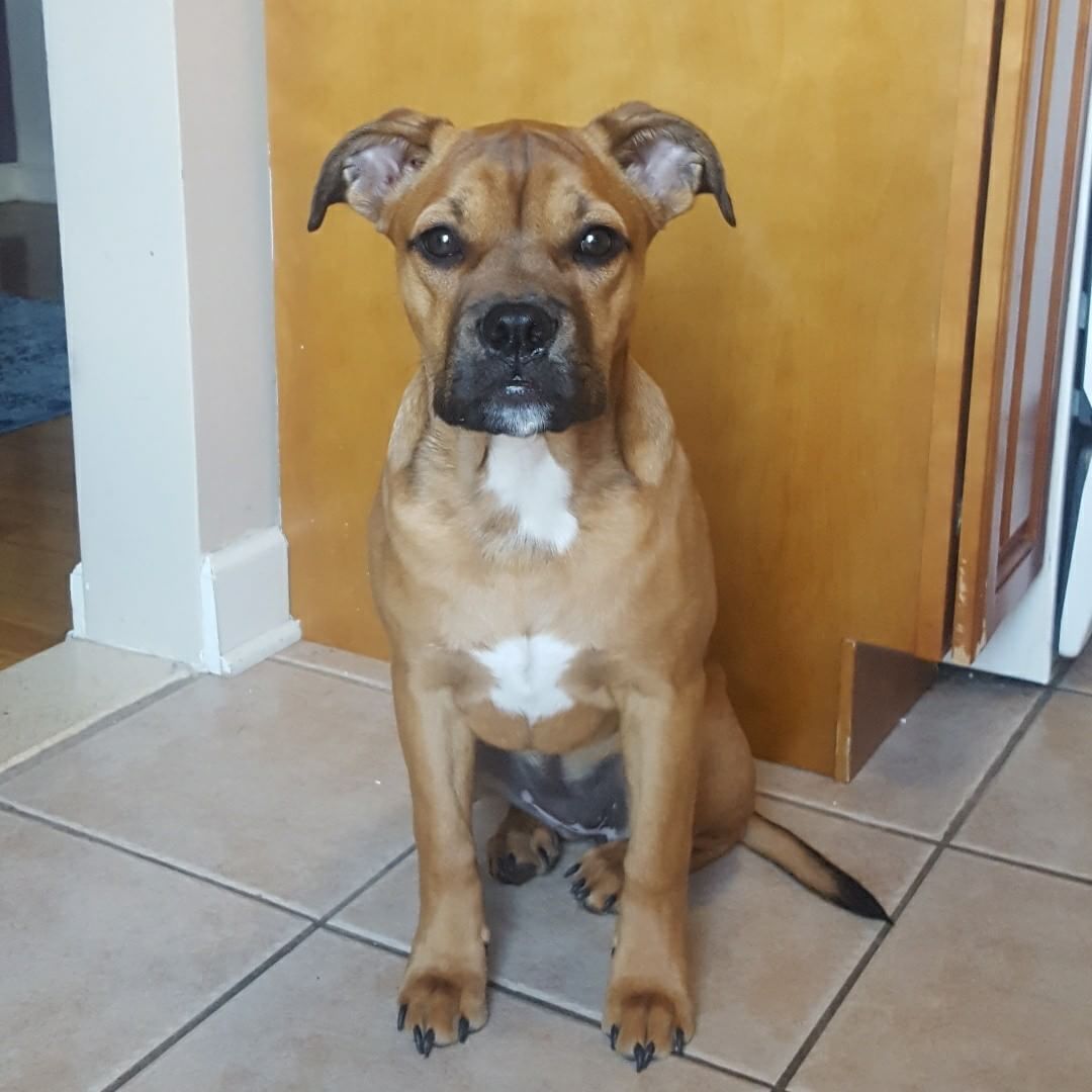 Pitbull Beagle Mix 10 Facts About The Beagle Bull You Would Love to