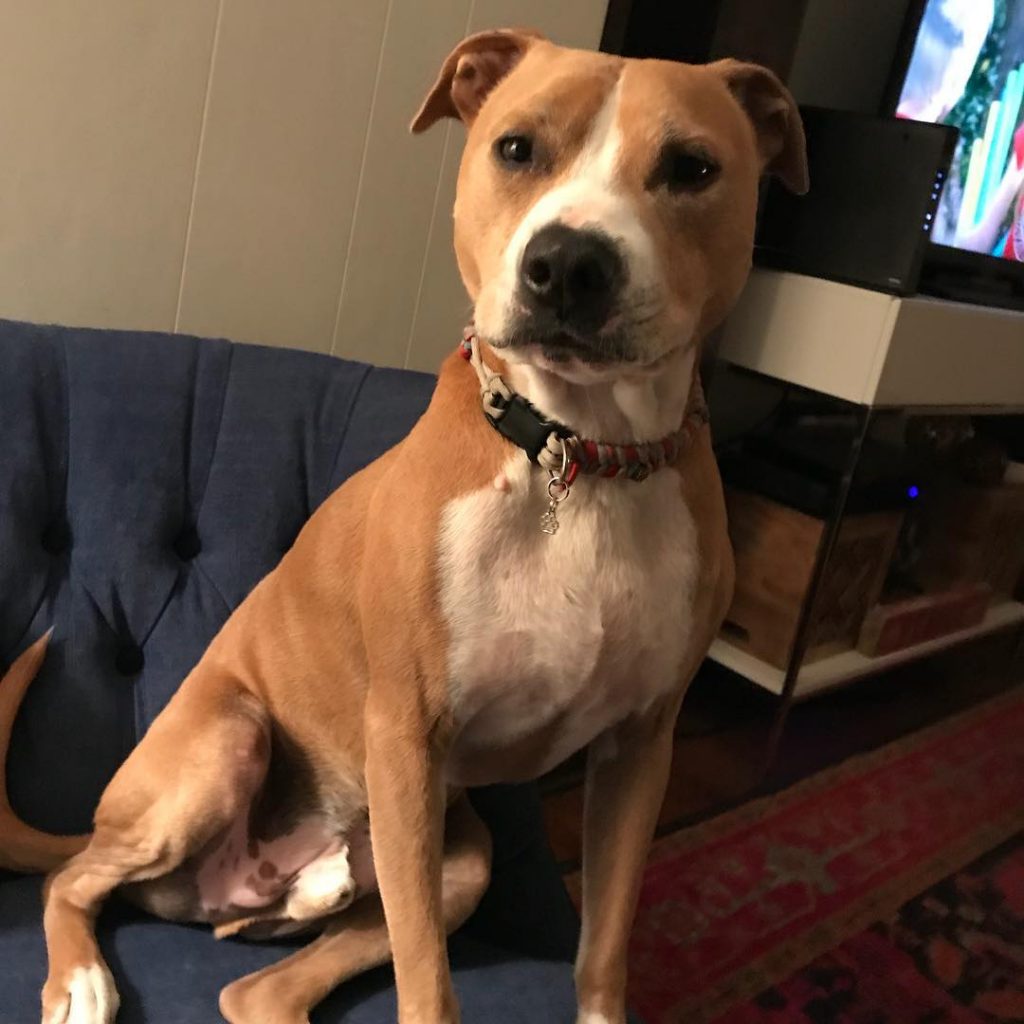 orange and white pitbull