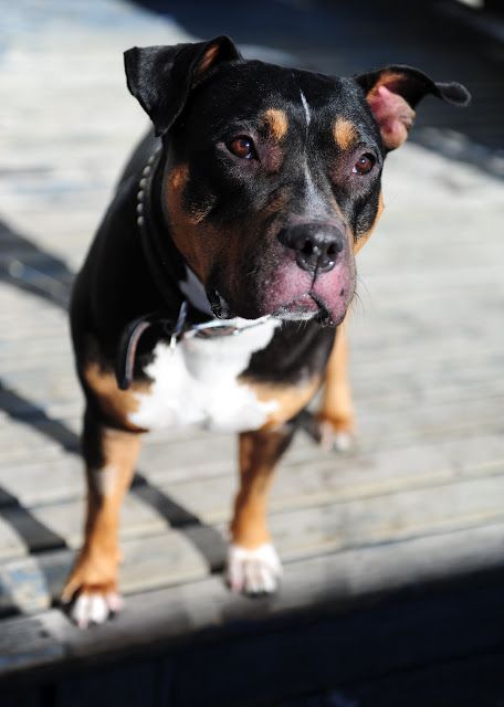 Rottweiler Pitbull Mix Grey