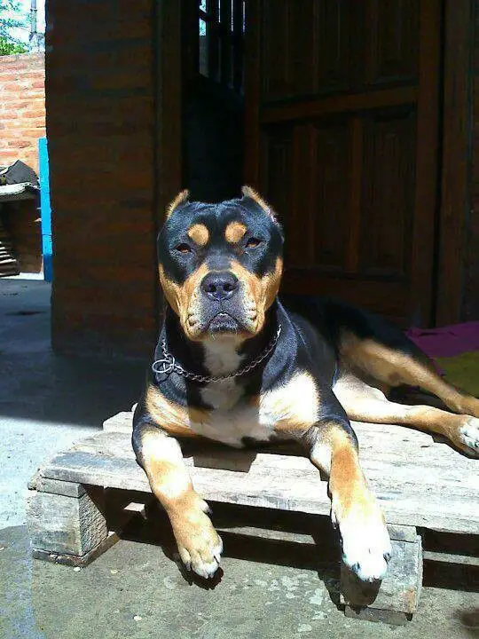 american pitbull terrier rottweiler mix