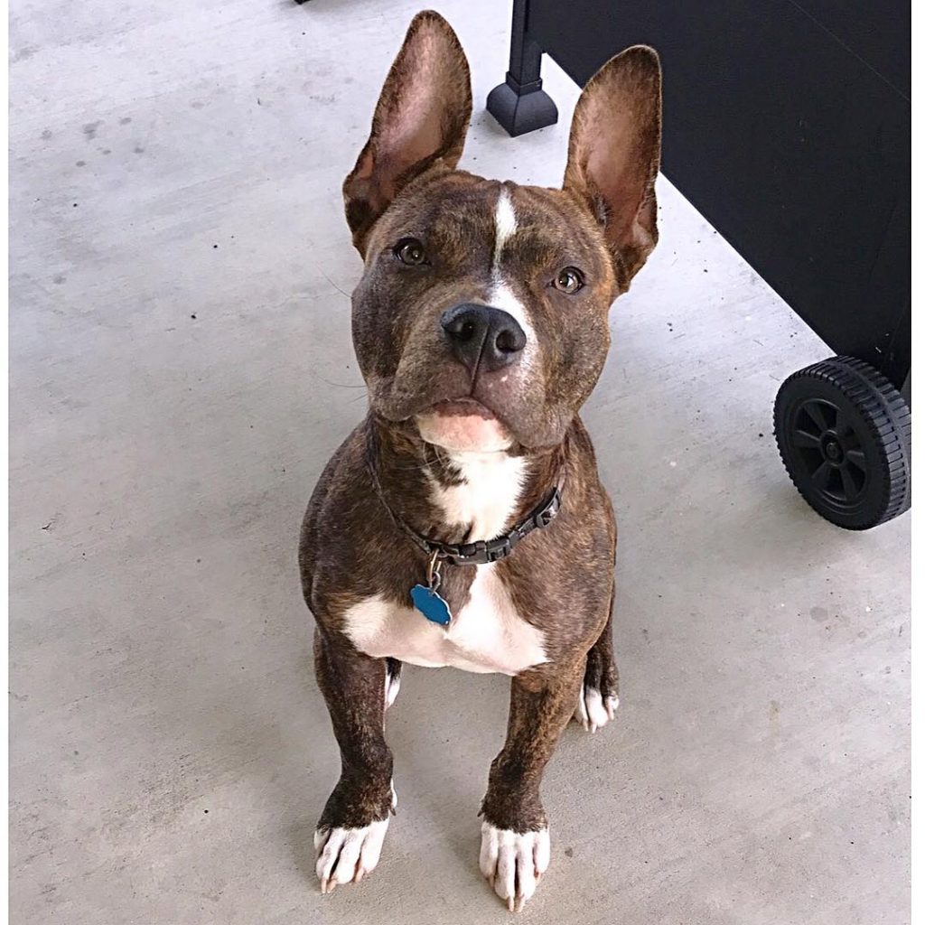 brindle pitbull boxer mix puppy