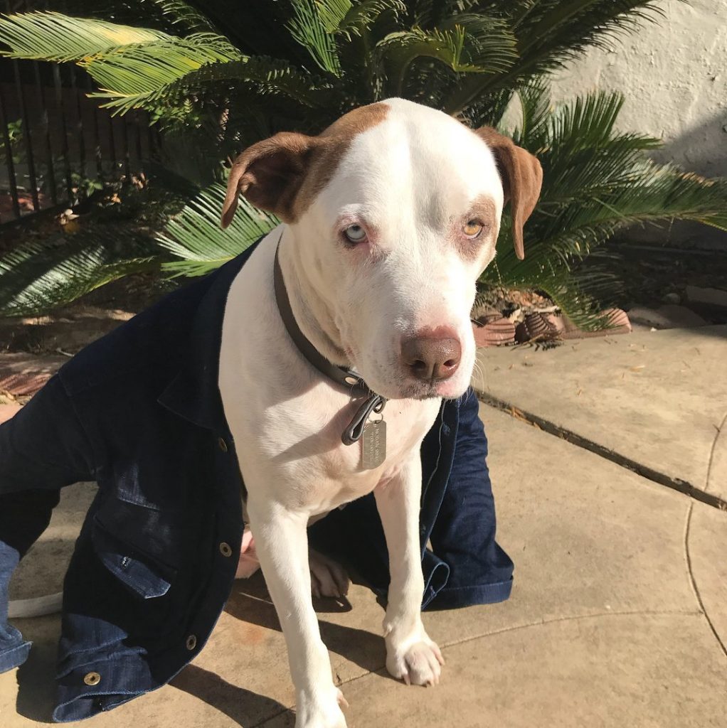 White Pitbull Husky Mix