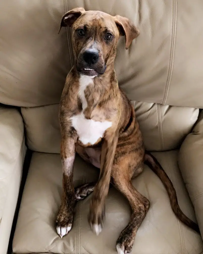 brindle boxer bulldog mix