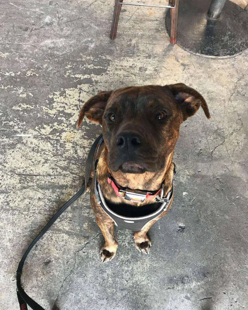 brindle pitbull and rottweiler mix