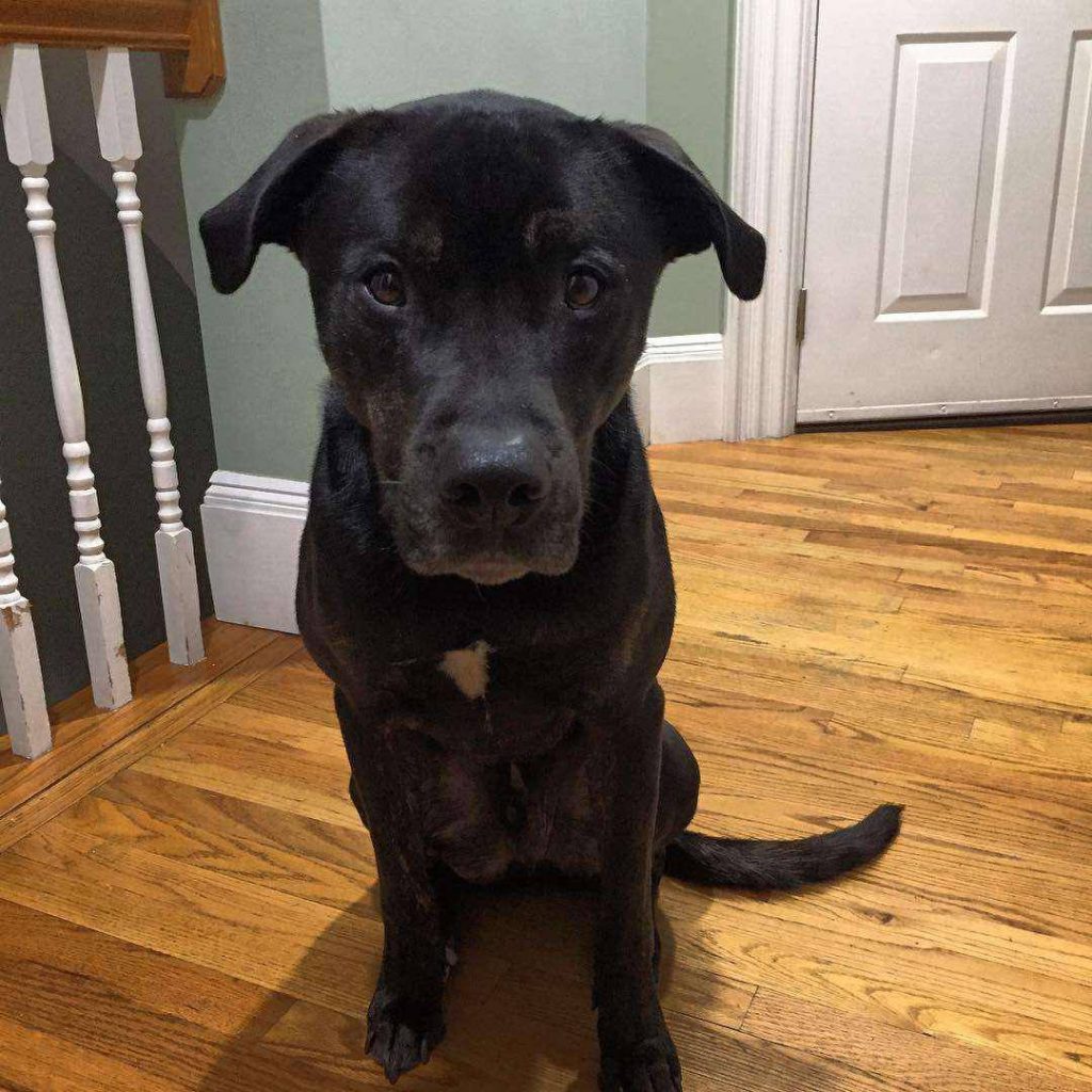 pitbull mixed with a rottweiler