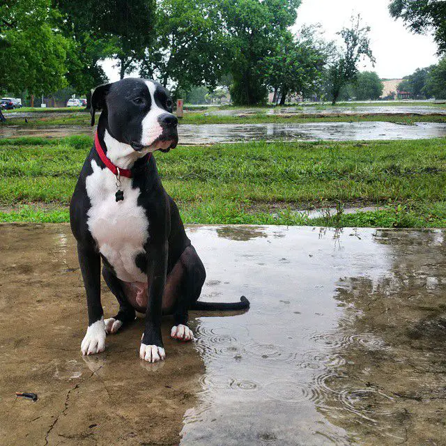 79+ Great Dane Pitbull Mix Brindle