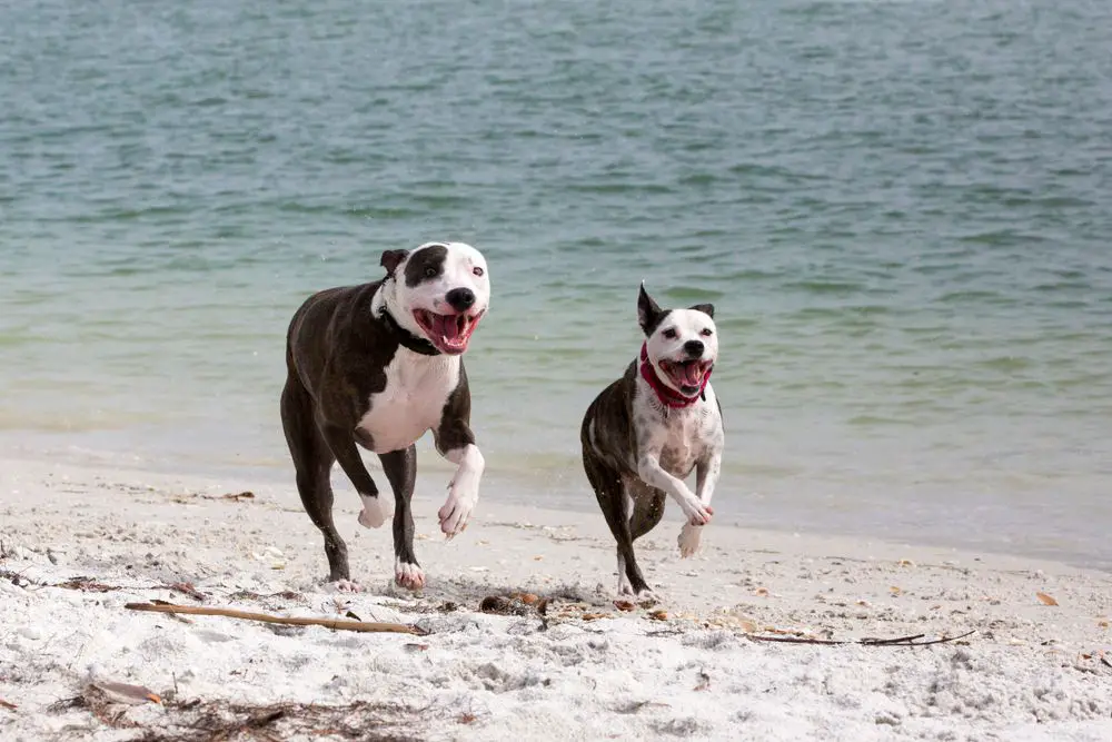 half great dane half pitbull