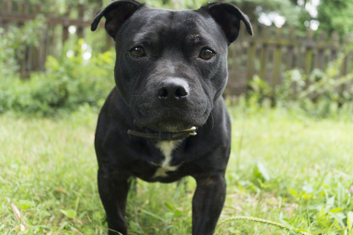 Black American Pitbull Terrier Puppy American Bully Daily