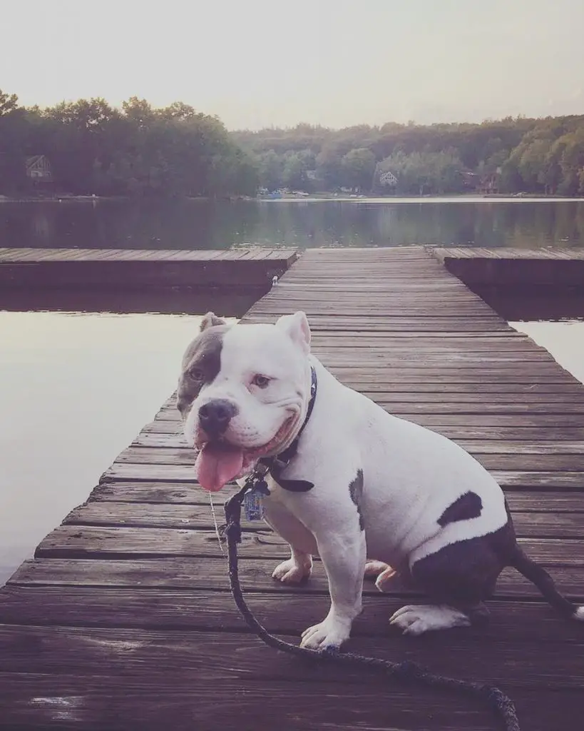 American Bulldog Pitbull Mix breed