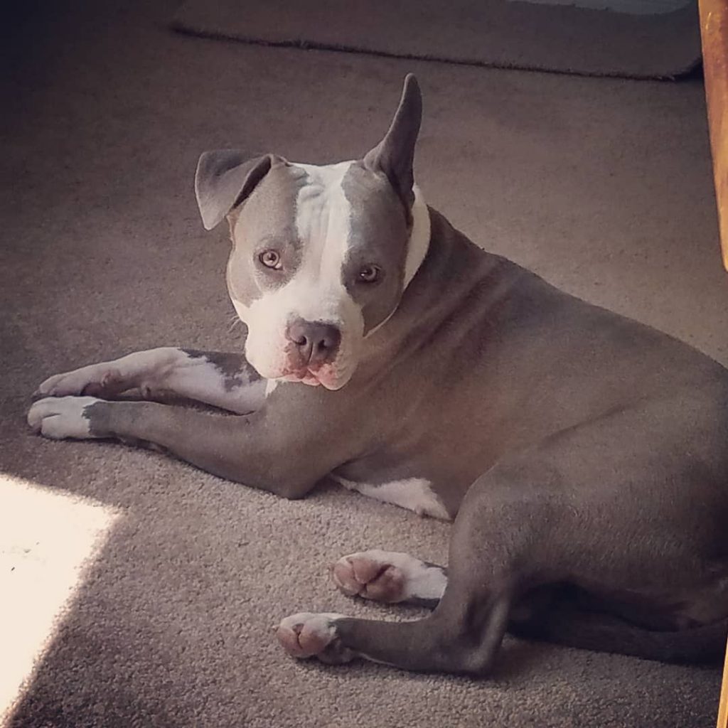 bulldog mixed with pit