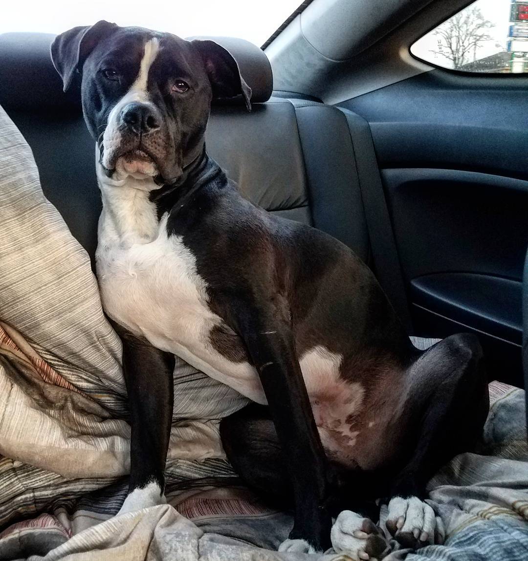 Black Pitbull Great Dane Mix