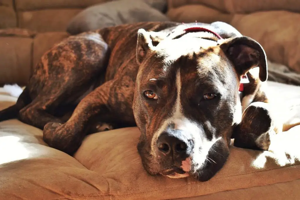 american bulldog pit