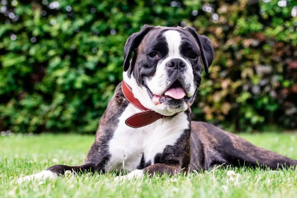 bully and english bulldog mix