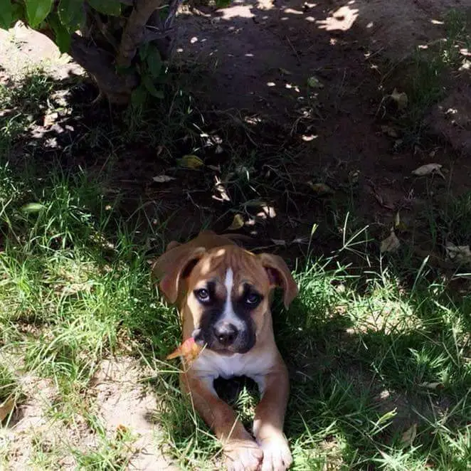 Bully Pit mix Puppy