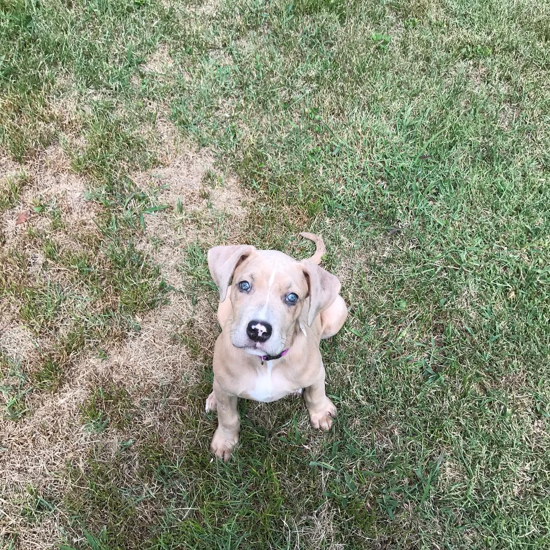 Great dane pitbull mix puppy