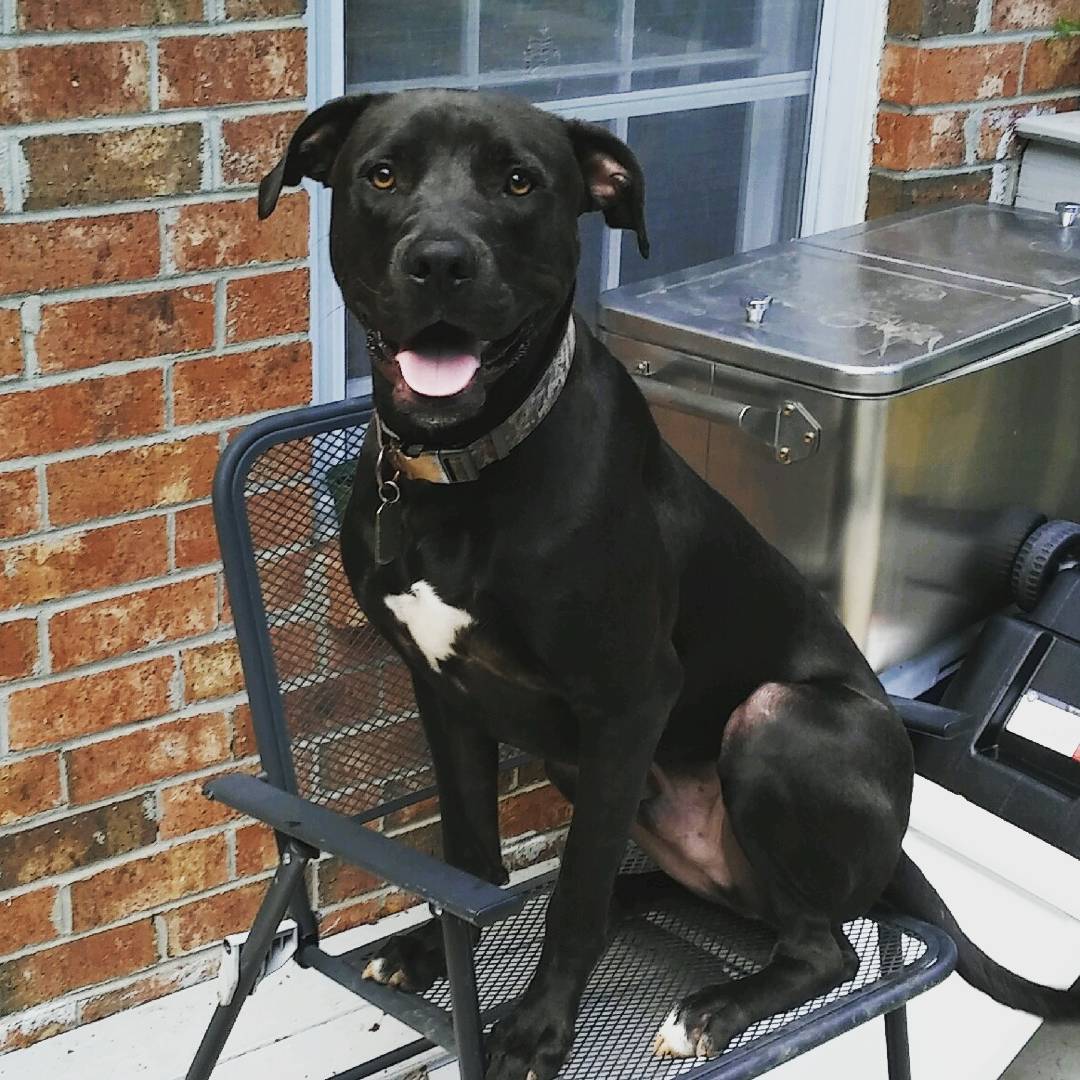 45+ Great Dane Pit Mix Black And White