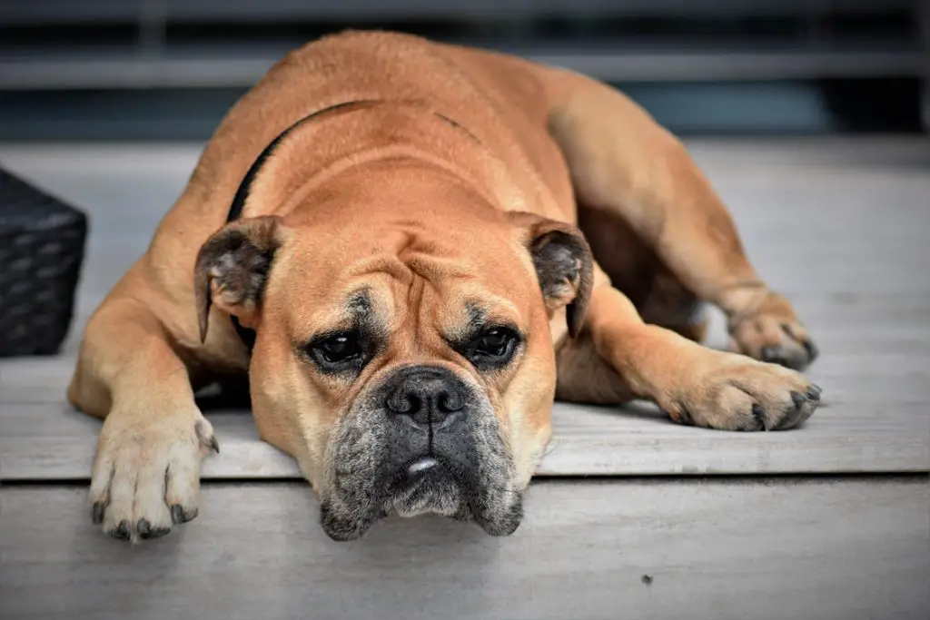 55+ Old English Bulldog Blue Nose Pitbull Mix