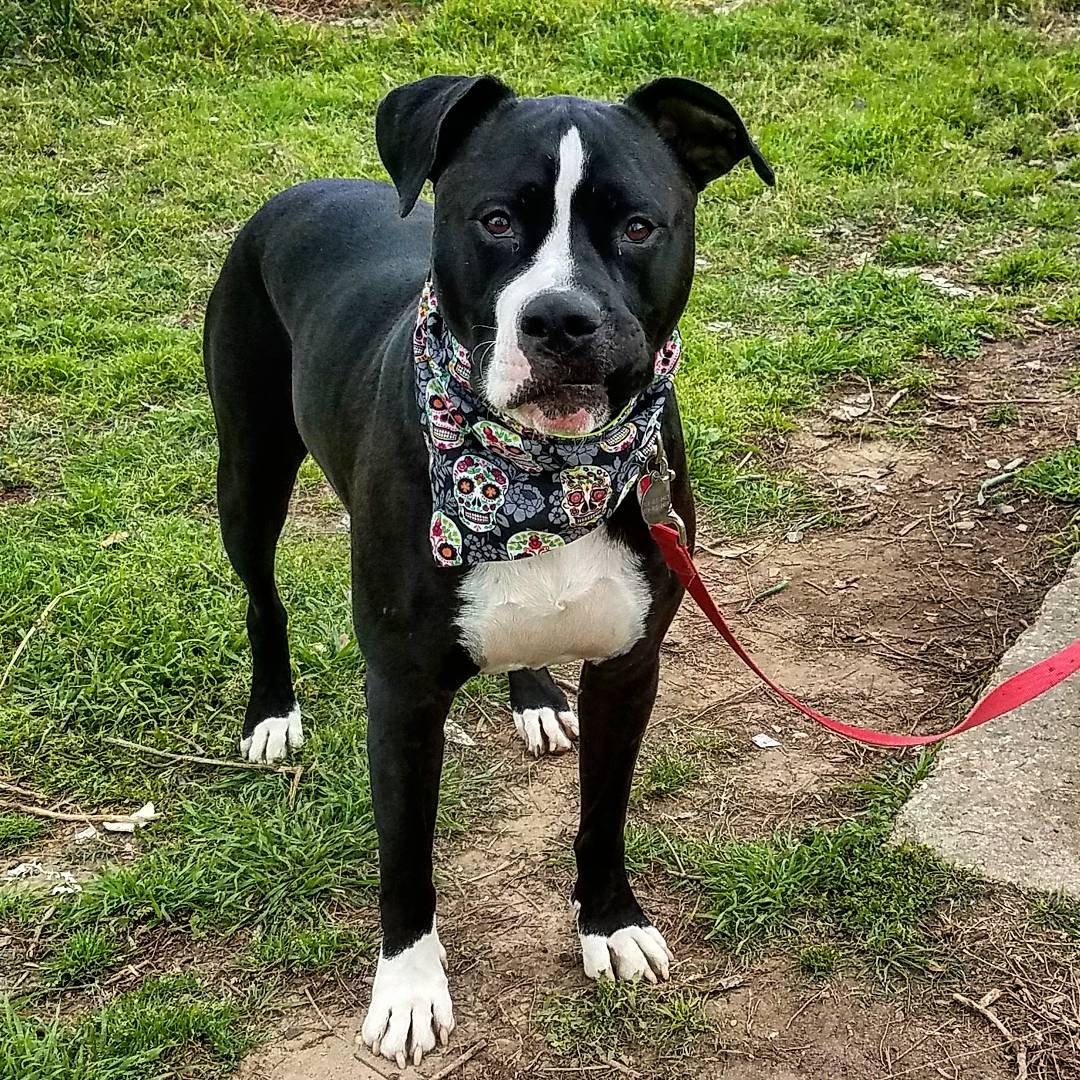 Pitbull Great Dane Mix Picture