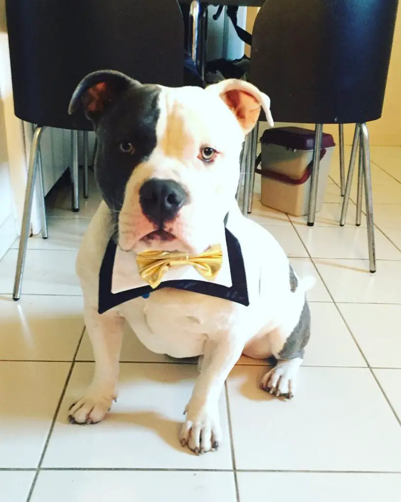 White Bully Pit mix