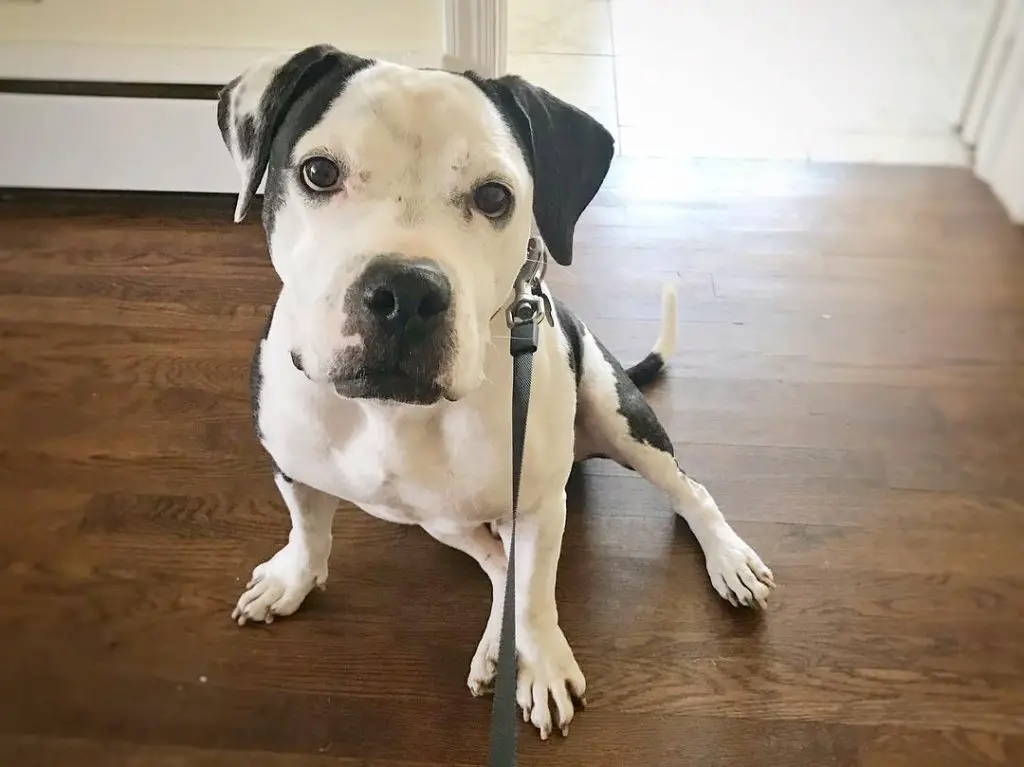 pitbull and bulldog mix Black and white