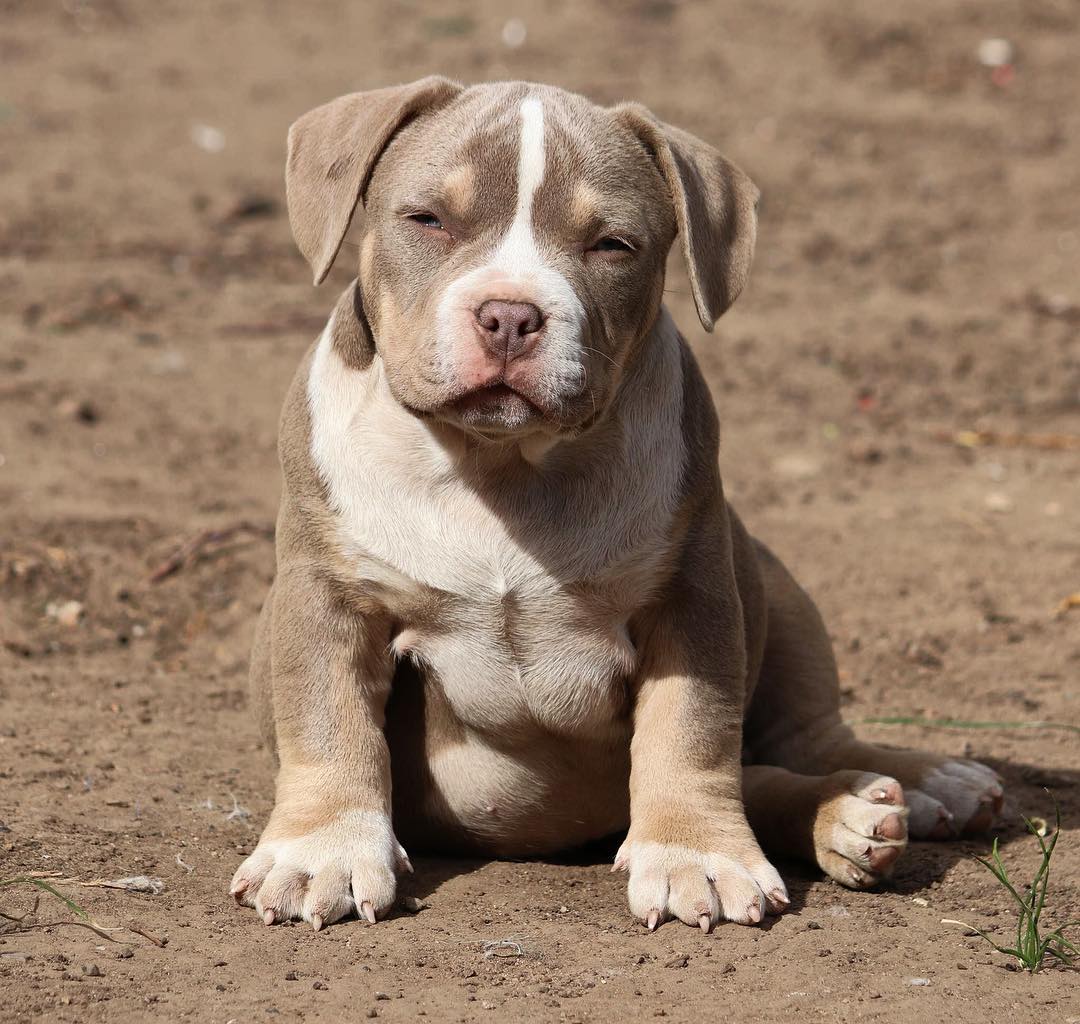 Tri Color American Bully Puppy