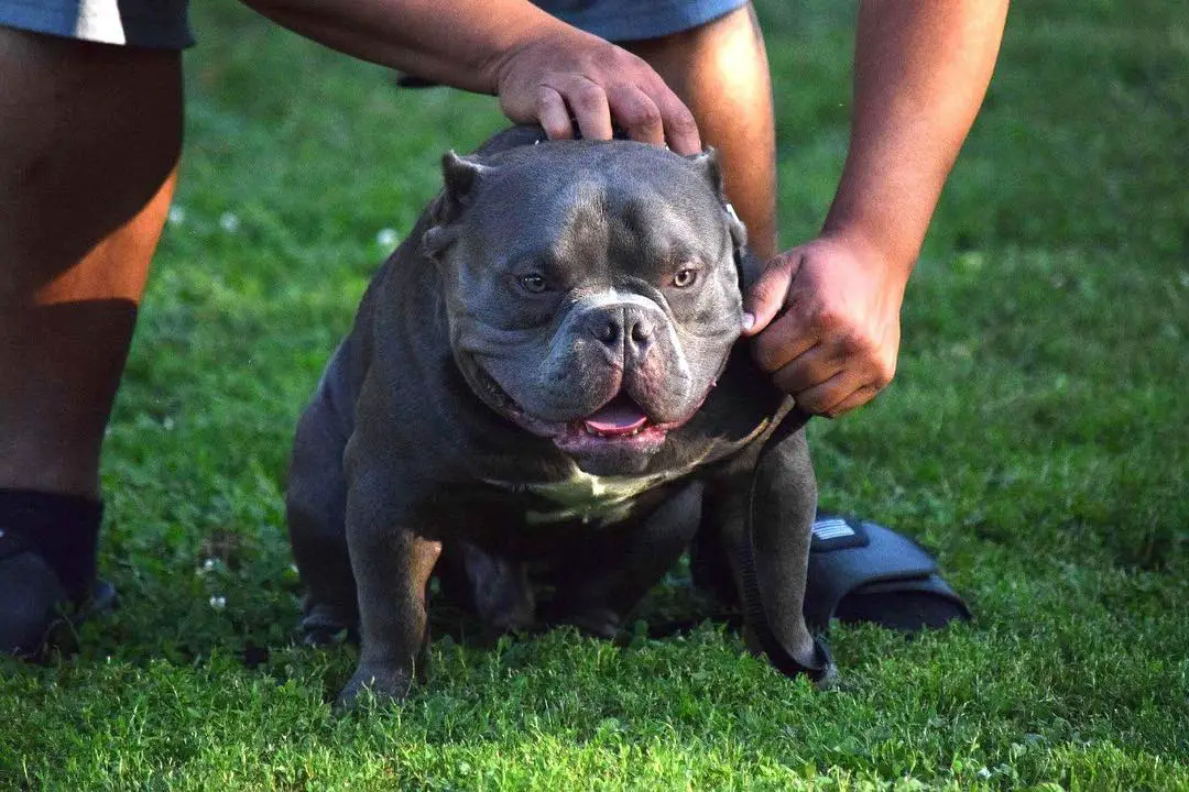 pocket american bully