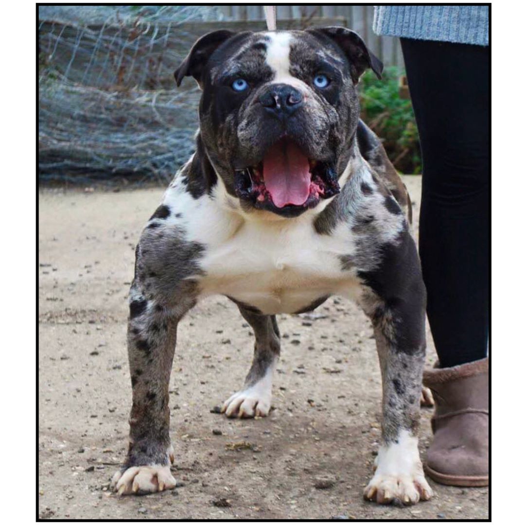 Brindle Alapaha Blue Blood Bulldog