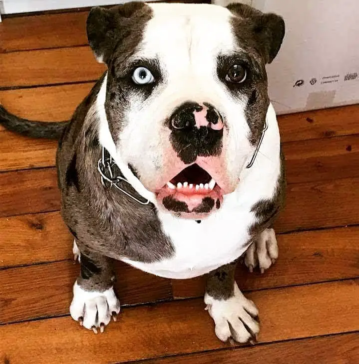 Alapaha Blue Blood Bulldog wants to play