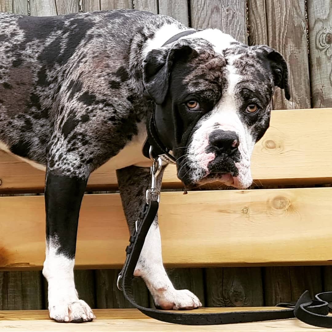 Old Alapaha Blue Blood Bulldog