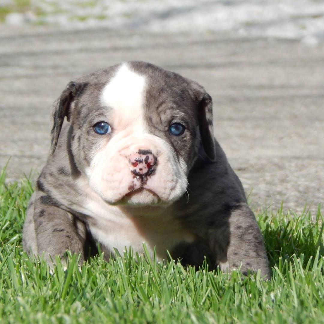 Blue American bulldog puppy