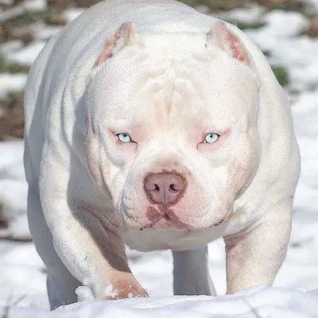 bully white dog