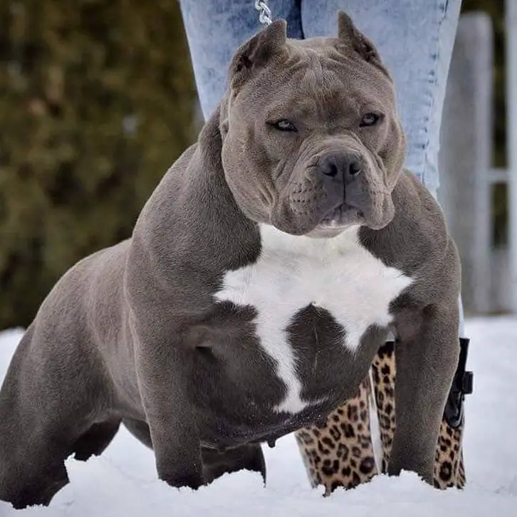 American Bully Breeds 101 Temperament ⋆ Pictures ⋆ Guide
