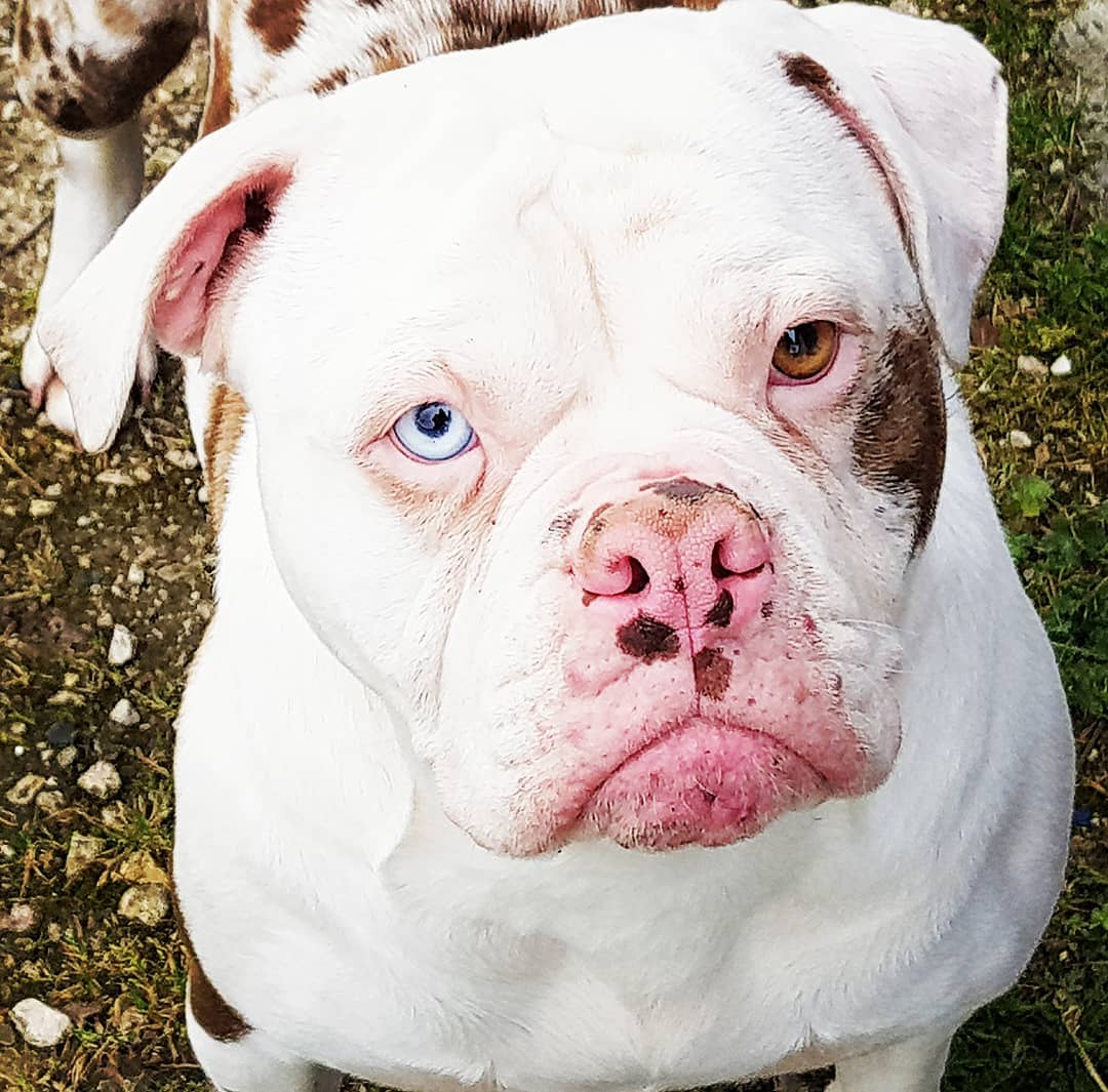 White and Big Alapaha Blue Blood Bulldog