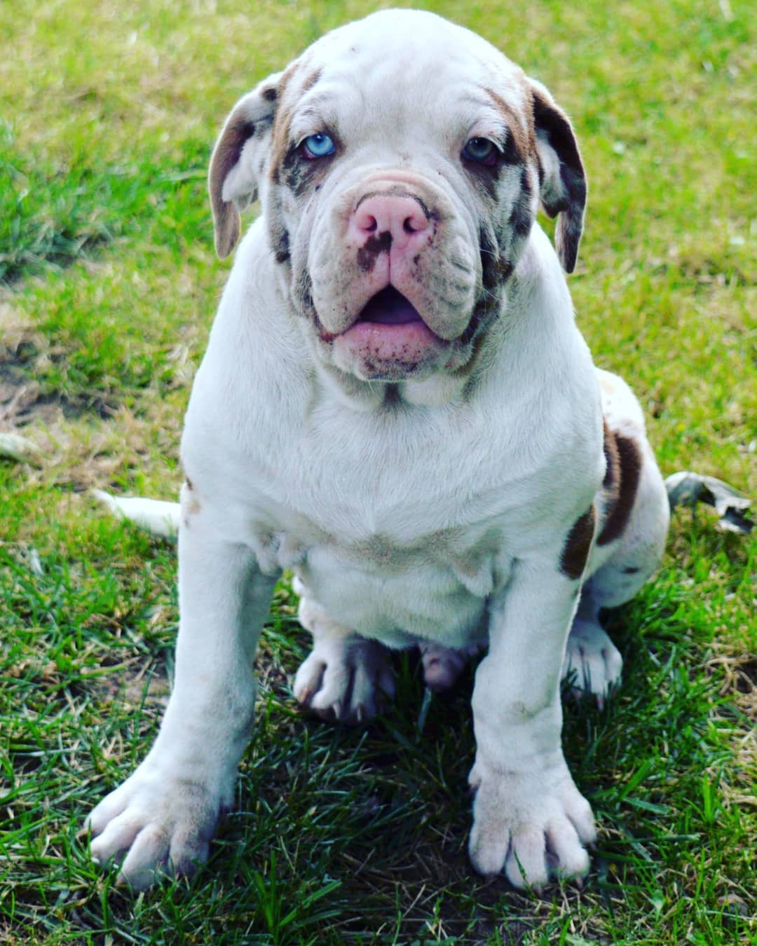 Best Blue Blood Bulldog in the world Learn more here 