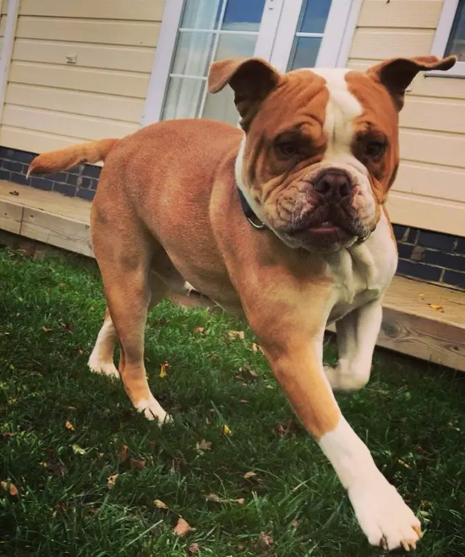 English Bulldog Playing outside the house