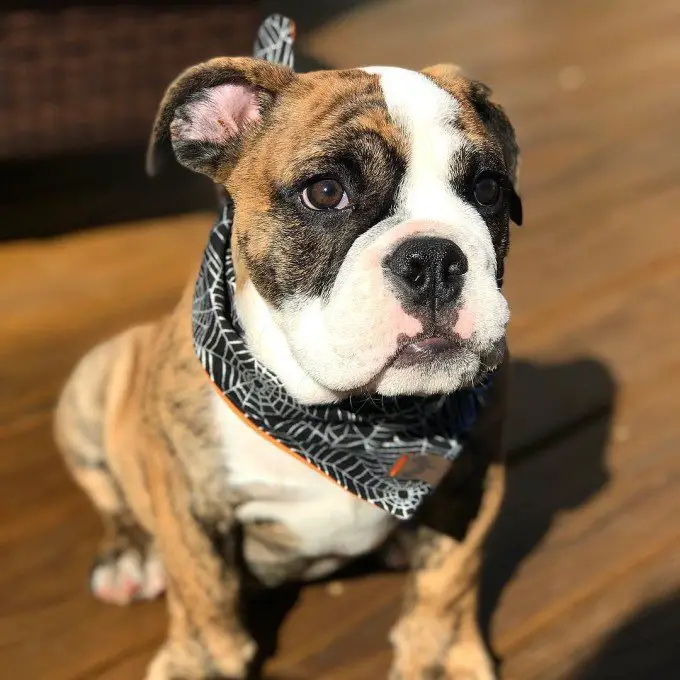 Victorian bulldog puppy