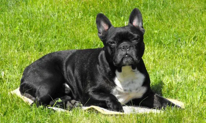 french bulldog on grass