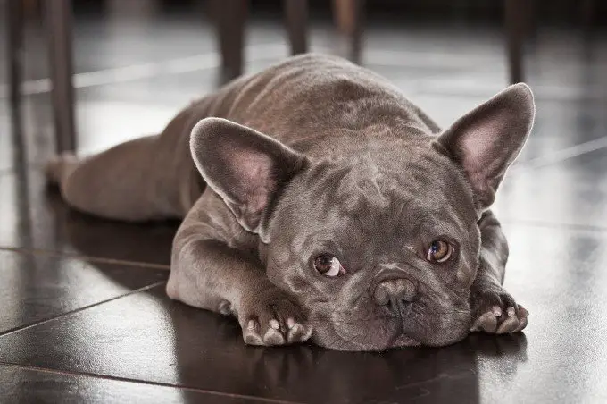 french bulldog on the floor