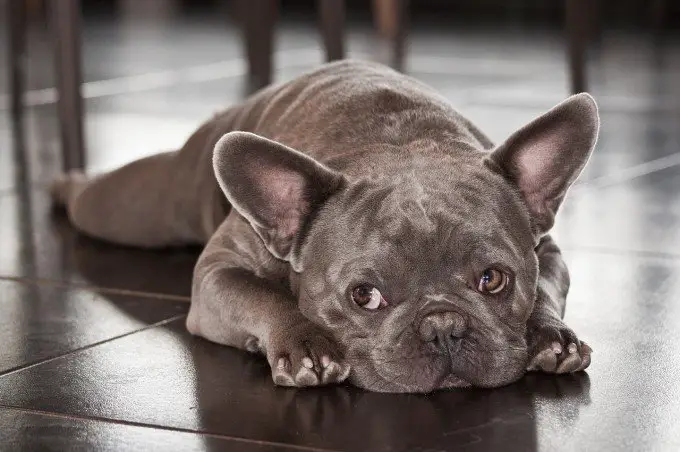 How to Help Your French Bulldog with the Separation