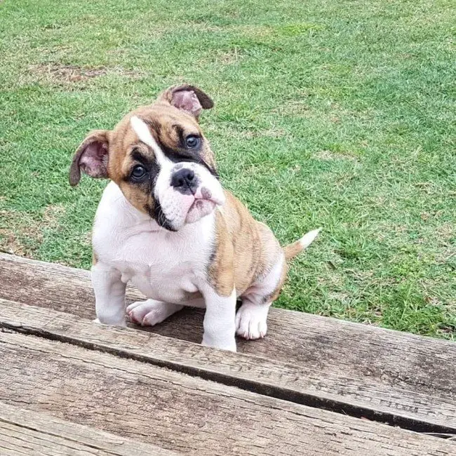 Aussie Bulldog Puppy Playing outside