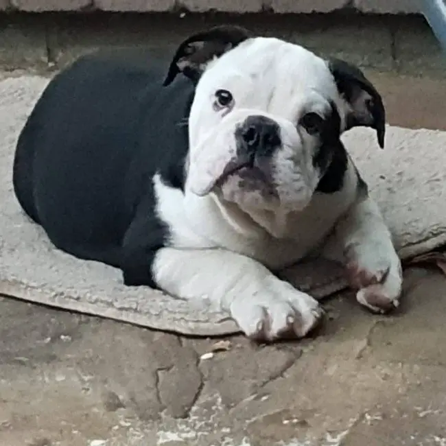 Black and White AU bulldog puppy