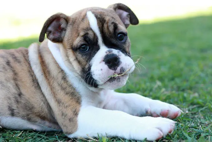 Cute AU Bulldog Sitting on the grass