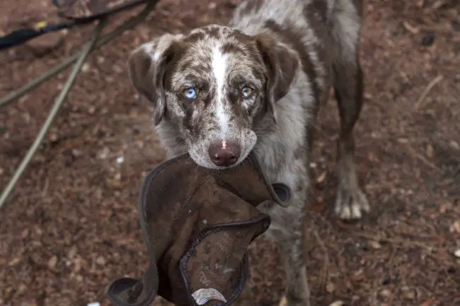 Perro Leopardo de Catahoula + Bulldog