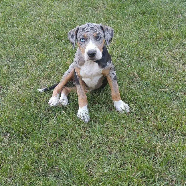 Catahoula-Welpe