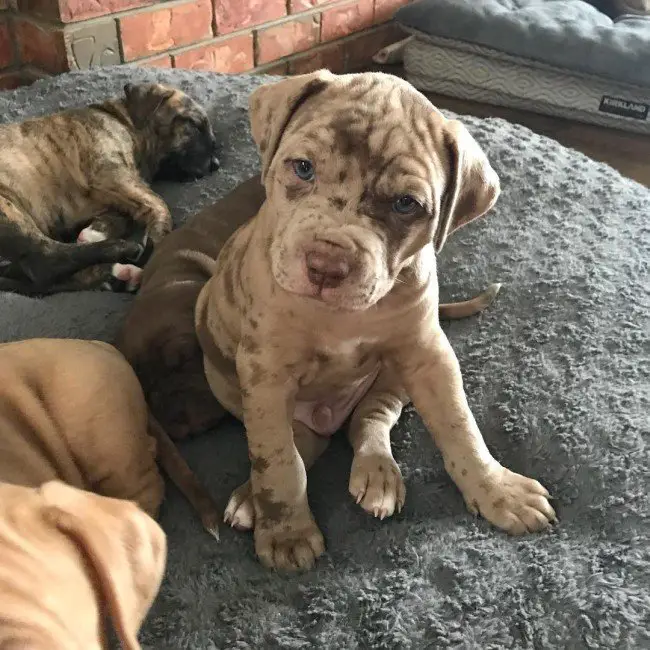 Curious Catahoula Puppy