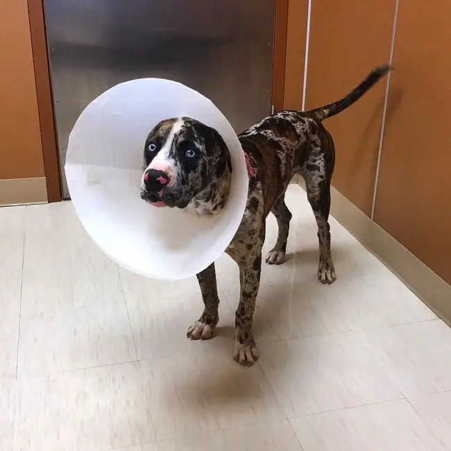 Dog Playing Inside the House