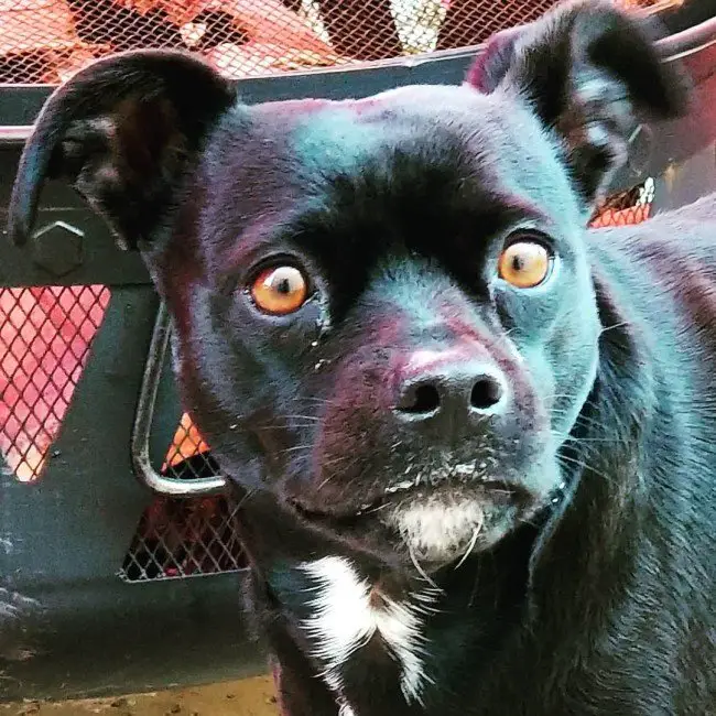 Black Pitbull Chihuahua