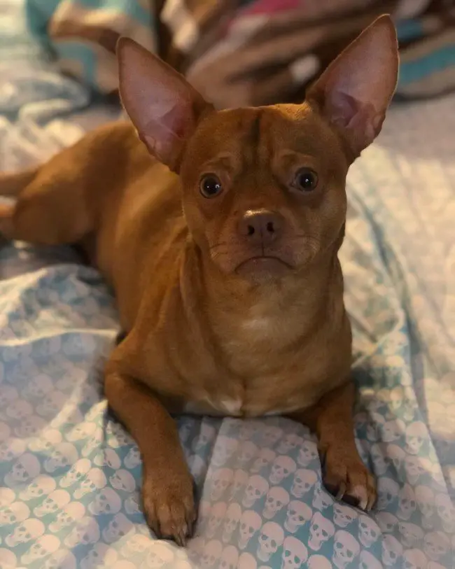 Chihuahua Pitbull